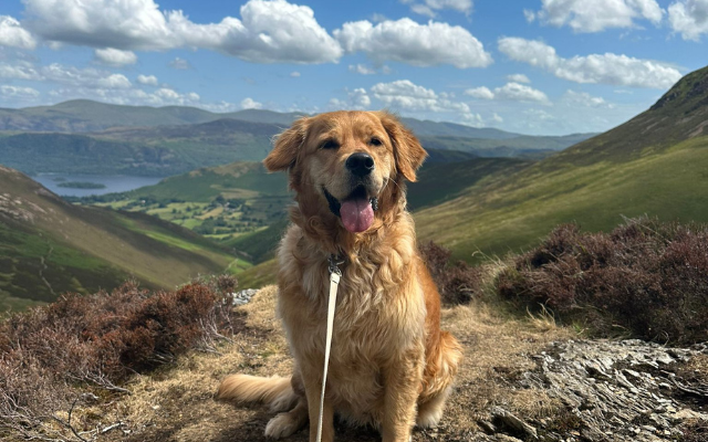 Dog in the Lake District